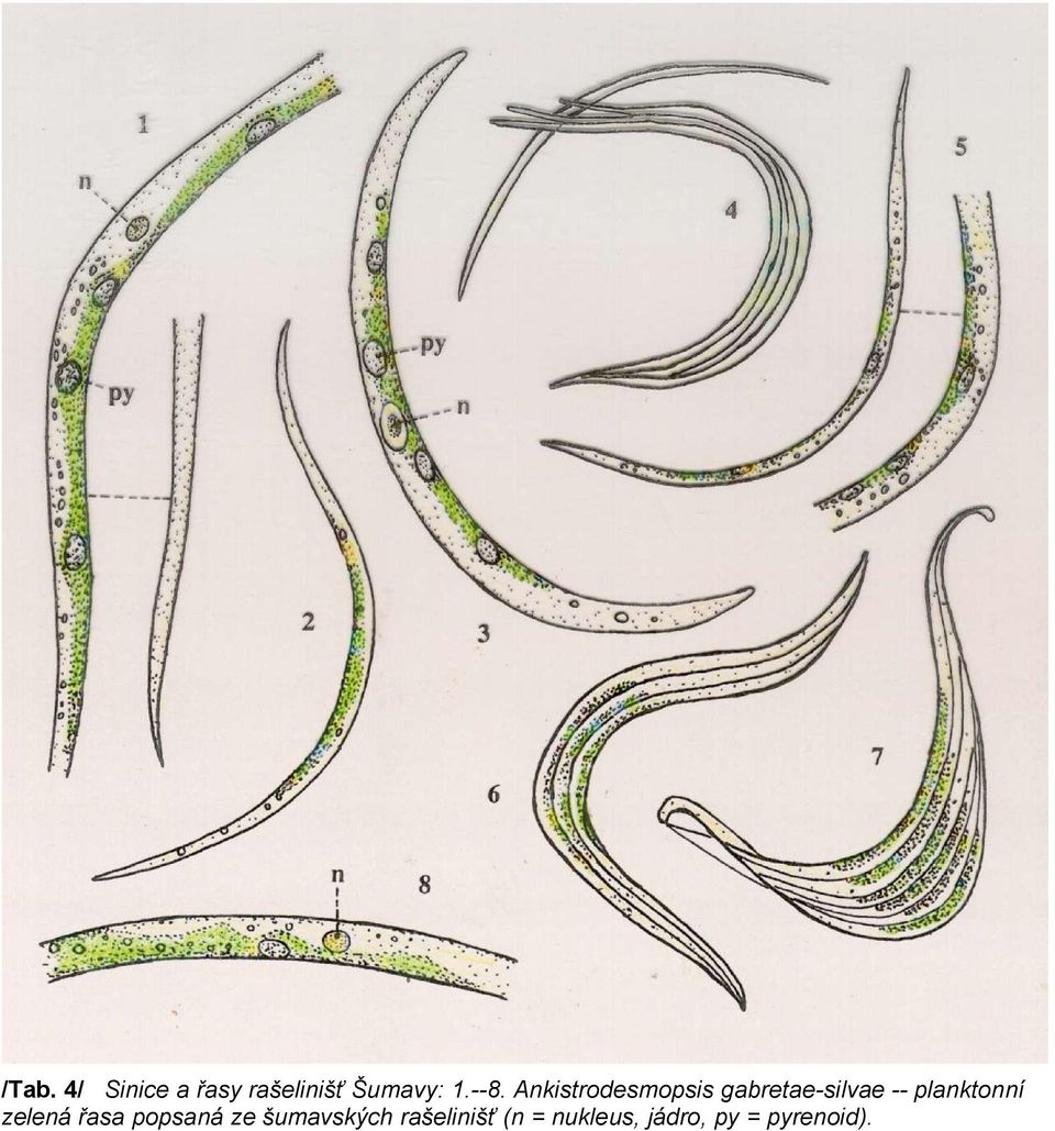 planktonní zelená řasa popsaná ze šumavských