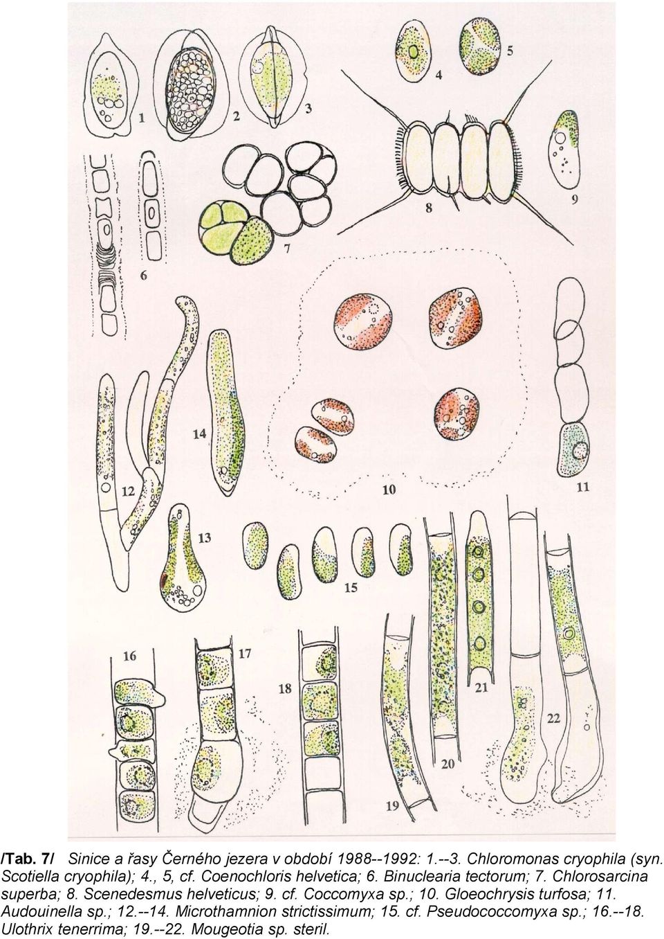 Chlorosarcina superba; 8. Scenedesmus helveticus; 9. cf. Coccomyxa sp.; 10. Gloeochrysis turfosa; 11.