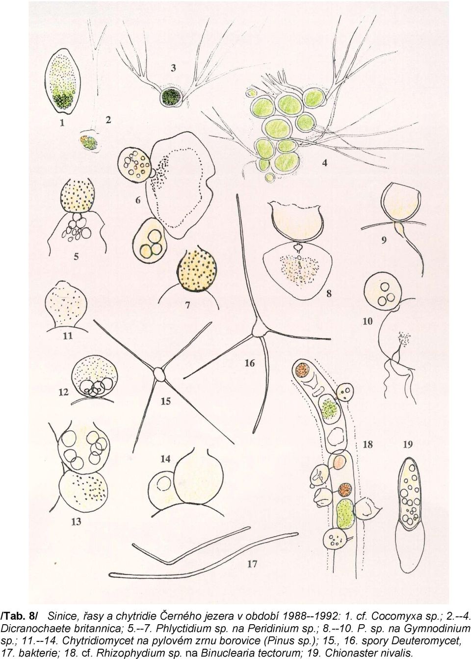; 11.--14. Chytridiomycet na pylovém zrnu borovice (Pinus sp.); 15., 16.