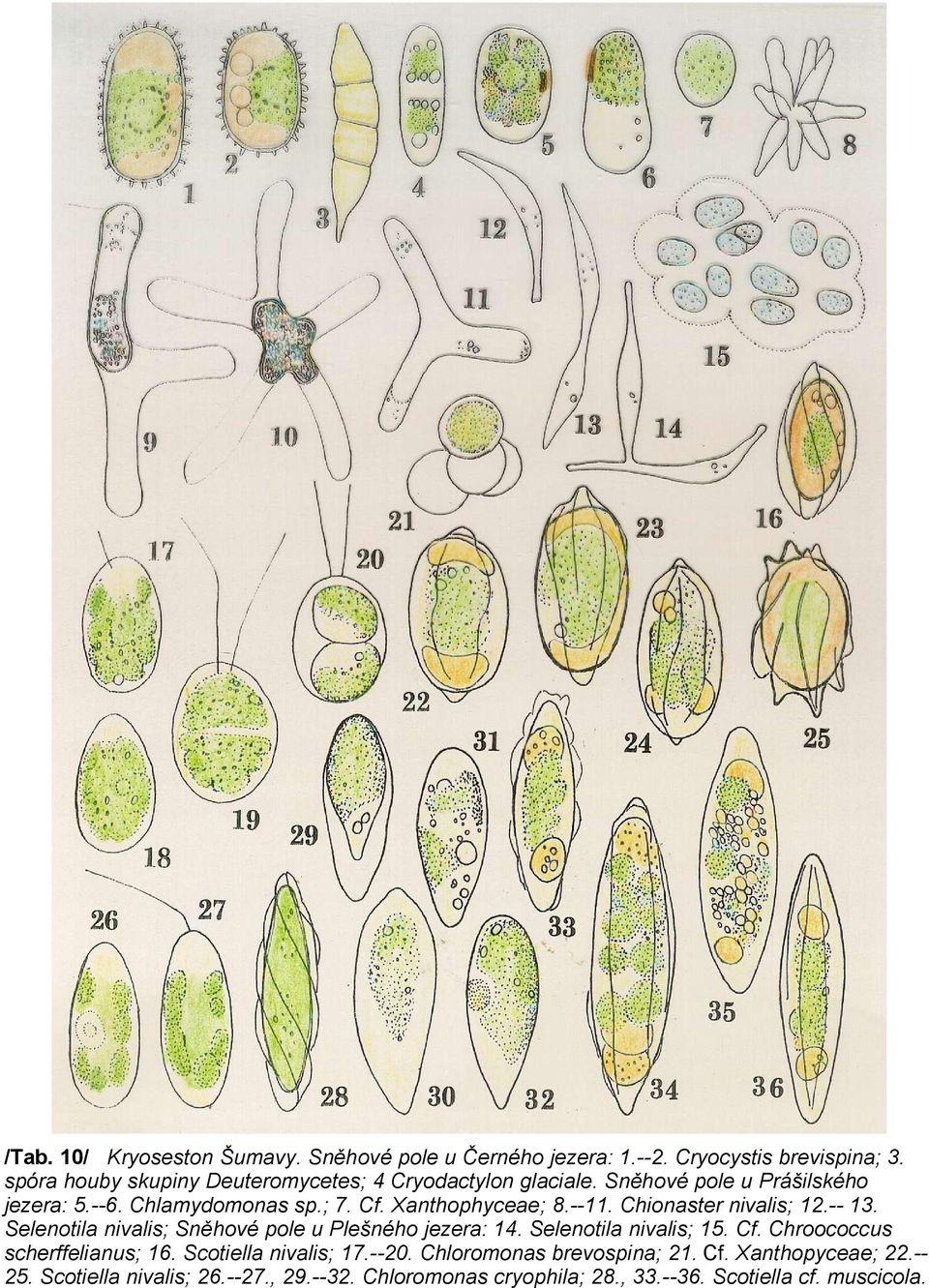 Xanthophyceae; 8.--11. Chionaster nivalis; 12.-- 13. Selenotila nivalis; Sněhové pole u Plešného jezera: 14. Selenotila nivalis; 15. Cf.