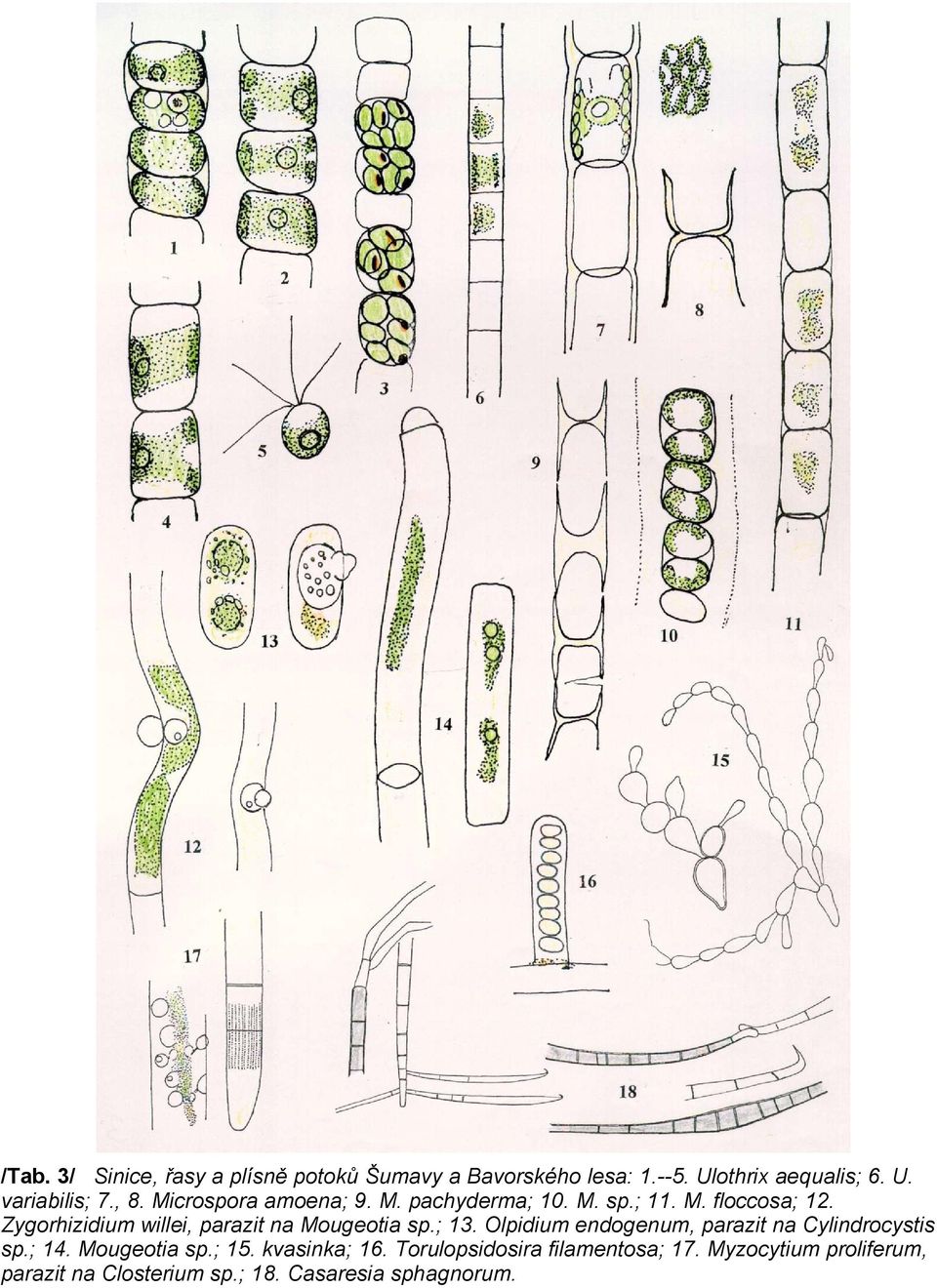 Zygorhizidium willei, parazit na Mougeotia sp.; 13. Olpidium endogenum, parazit na Cylindrocystis sp.; 14.