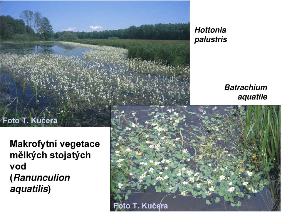 Kučera Makrofytní vegetace