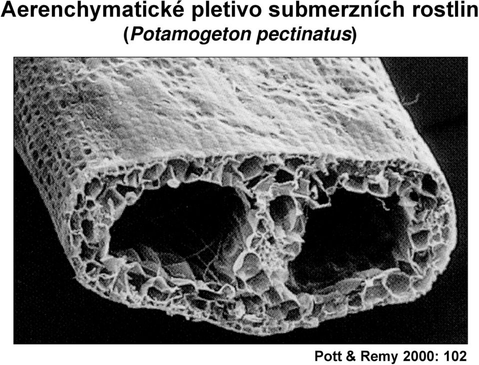 rostlin (Potamogeton