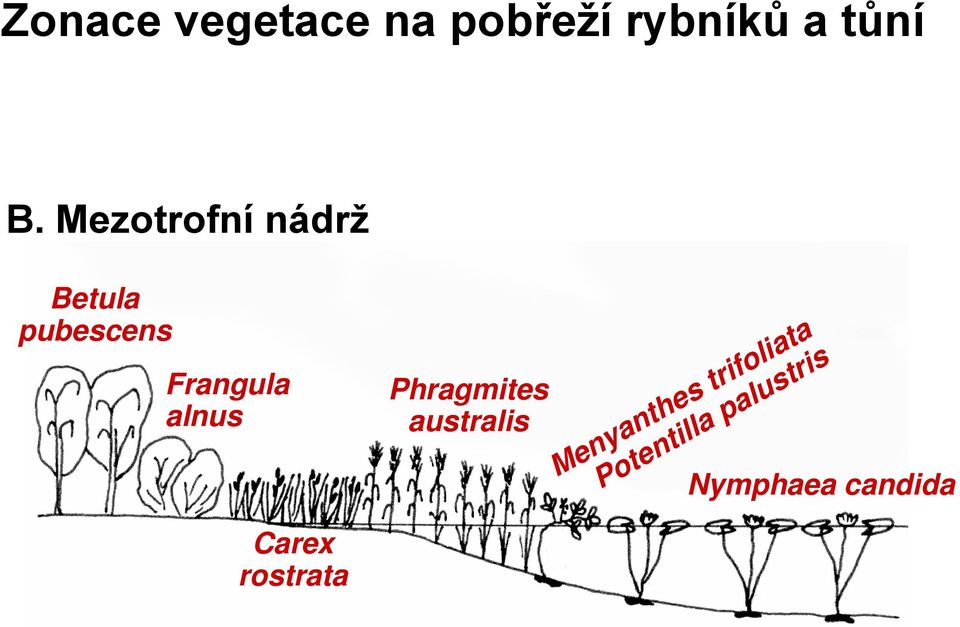 alnus Carex rostrata Phragmites australis