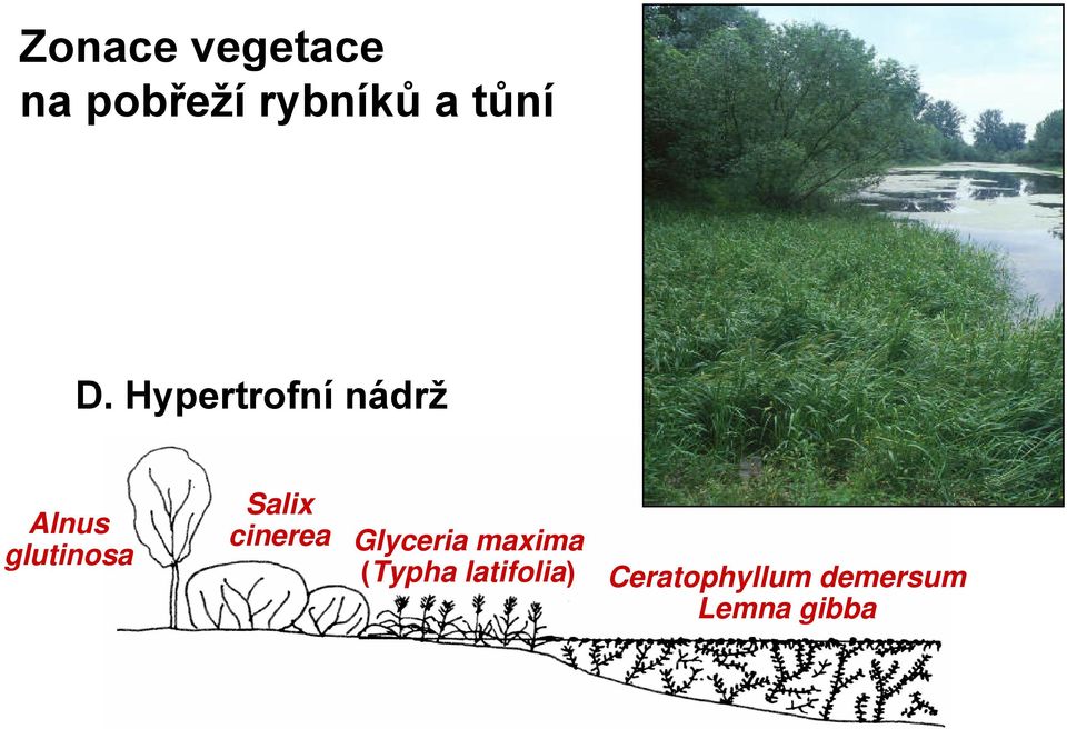 Hypertrofní nádrž Alnus glutinosa Salix