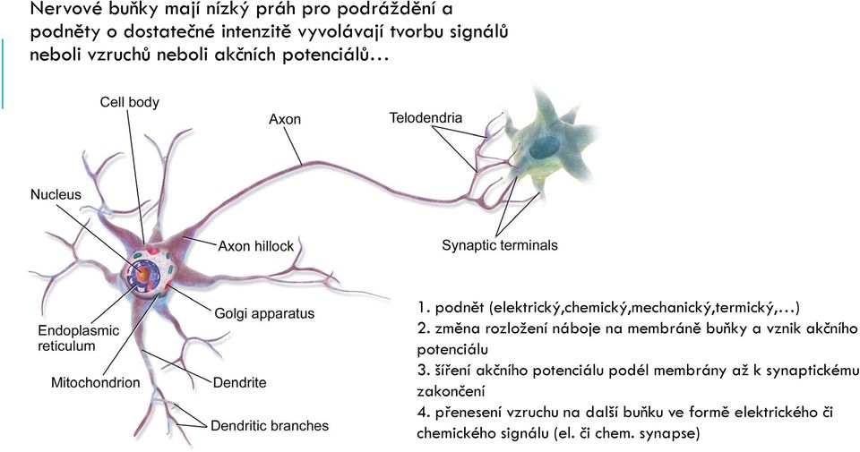 změna rozložení náboje na membráně buňky a vznik akčního potenciálu 3.