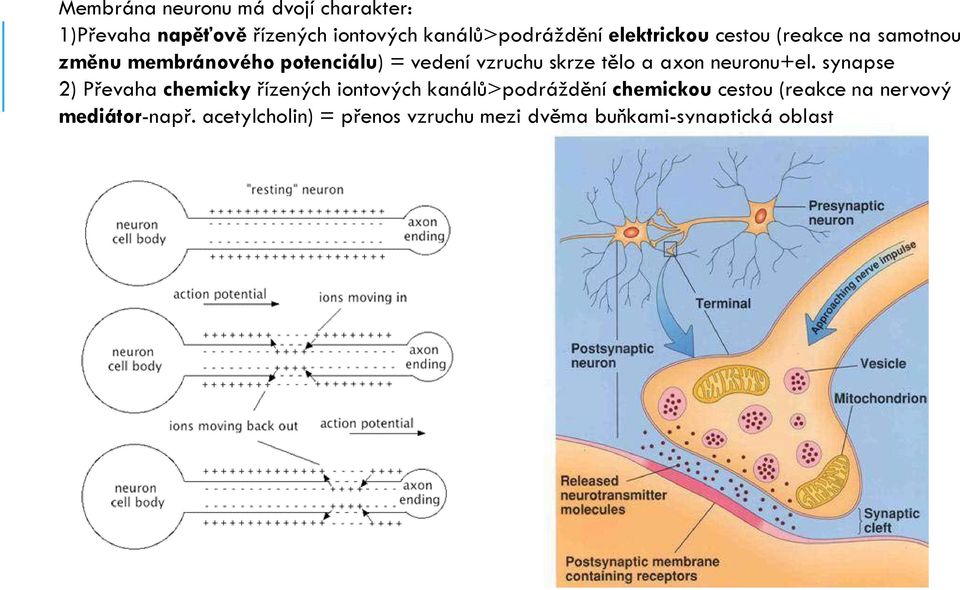 a axon neuronu+el.