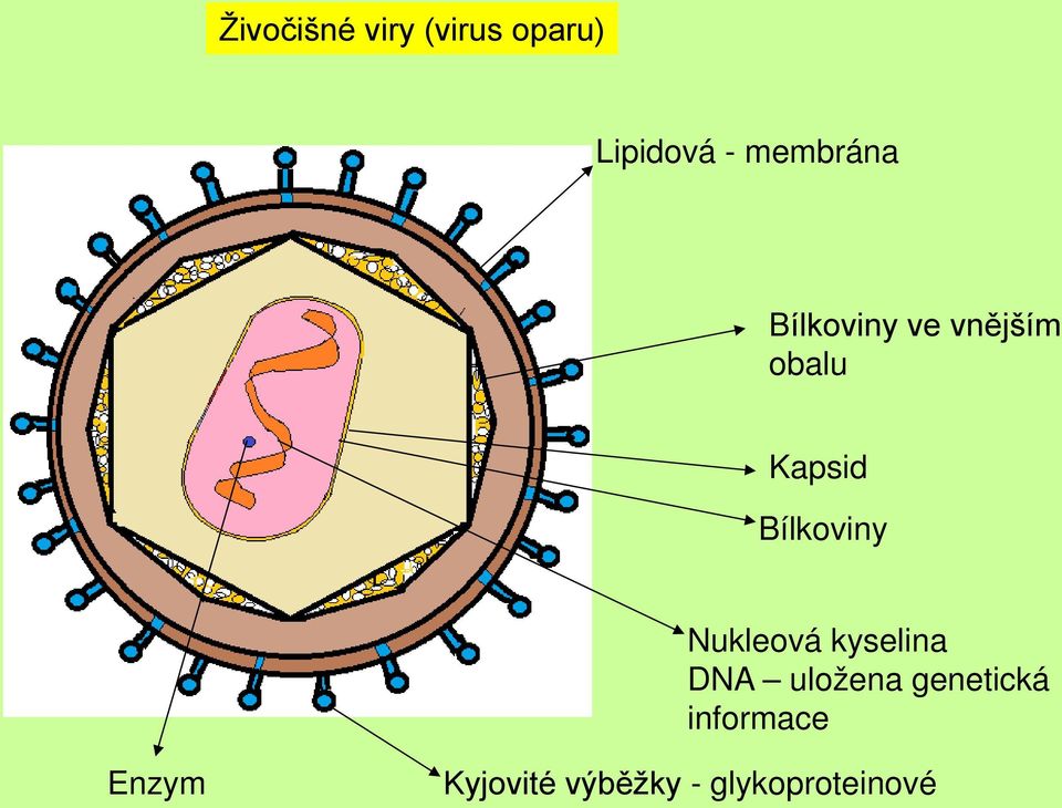 Bílkoviny Nukleová kyselina DNA uložena