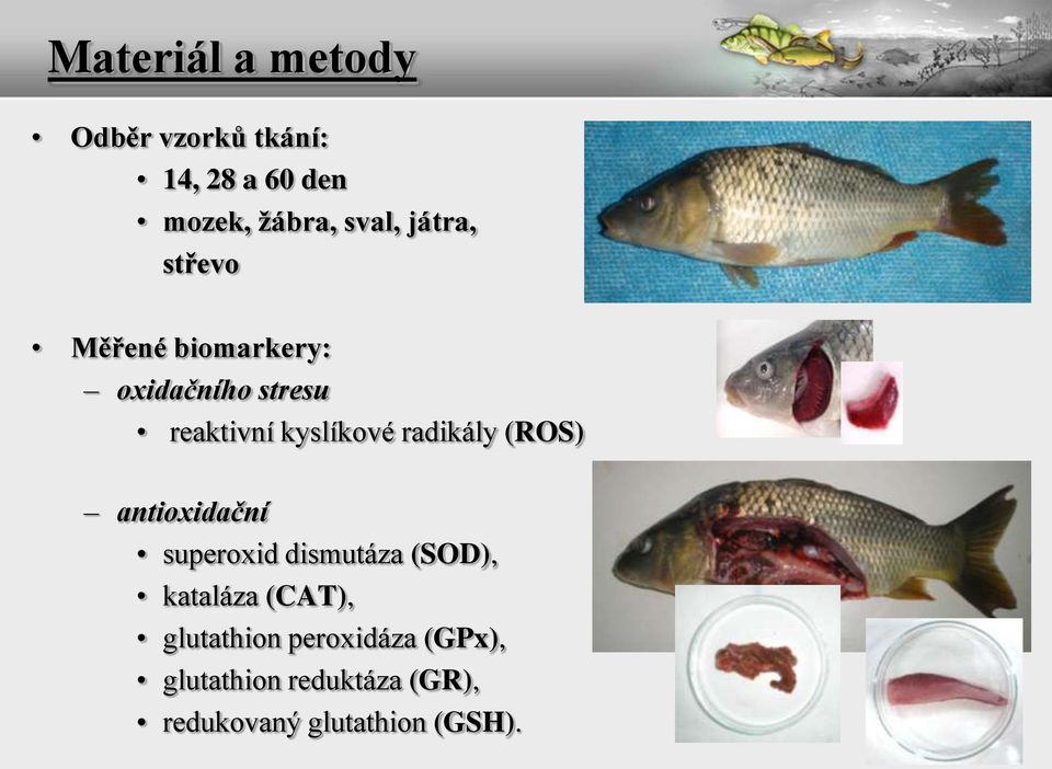 radikály (ROS) antioxidační superoxid dismutáza (SOD), kataláza (CAT),