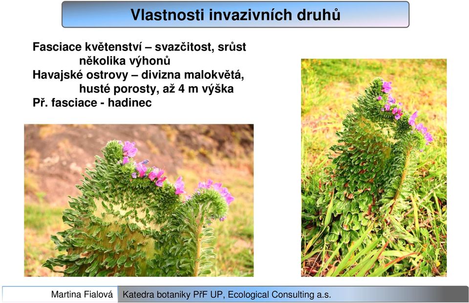 výhonů Havajské ostrovy divizna malokvětá,