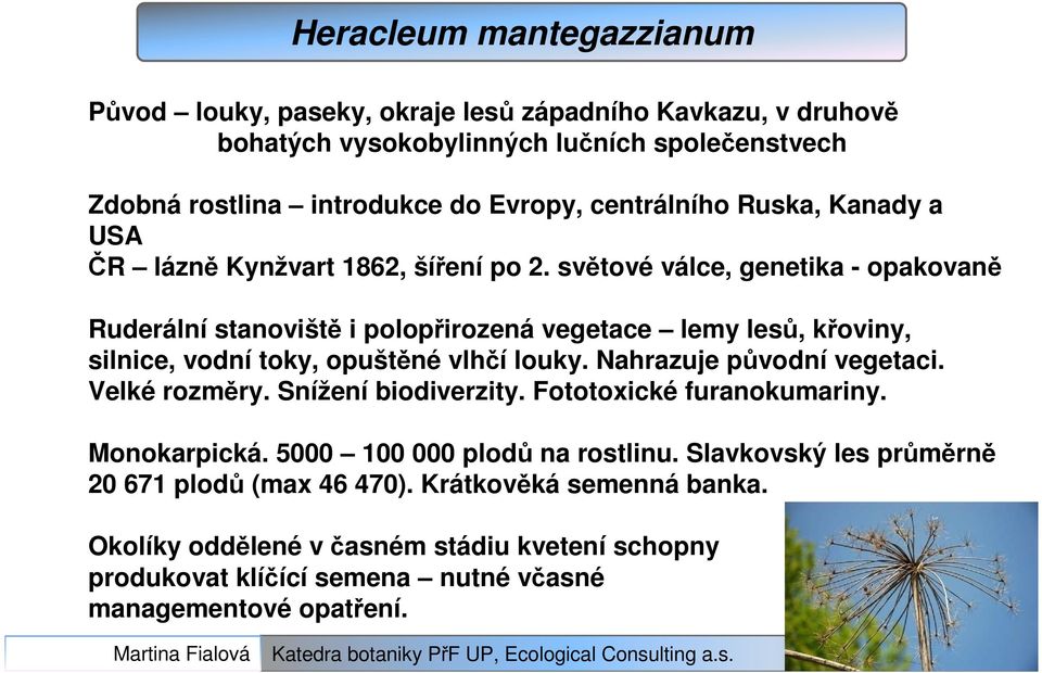 světové válce, genetika - opakovaně Ruderální stanoviště i polopřirozená vegetace lemy lesů, křoviny, silnice, vodní toky, opuštěné vlhčí louky. Nahrazuje původní vegetaci.