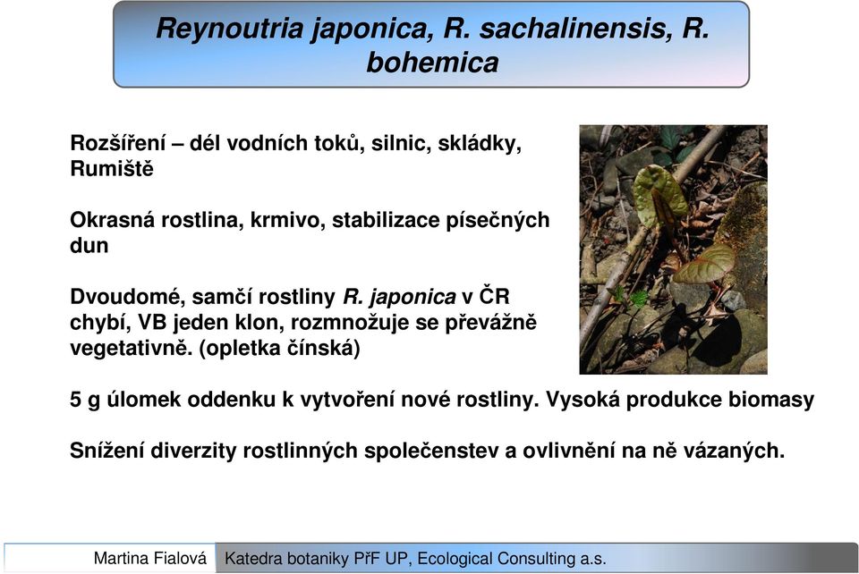 písečných dun Dvoudomé, samčí rostliny R.
