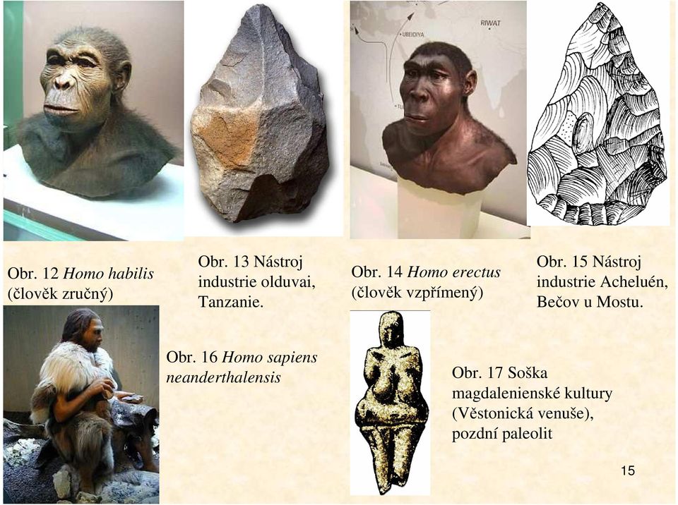 14 Homo erectus (člověk vzpřímený) Obr.