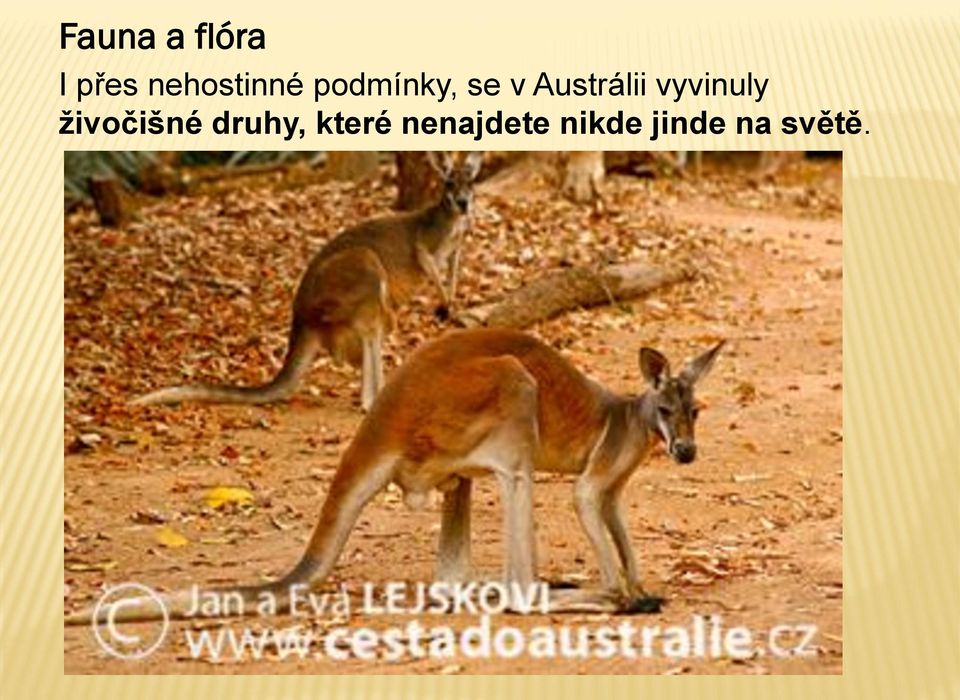 Austrálii vyvinuly živočišné