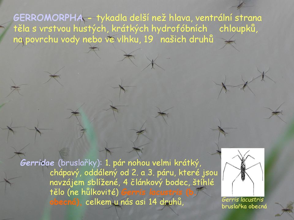 pár nohou velmi krátký, chápavý, oddálený od 2. a 3.