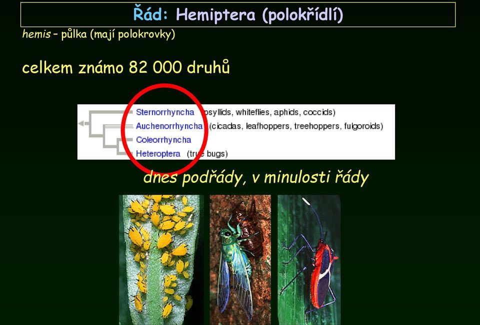 000 druhů Řád: Hemiptera