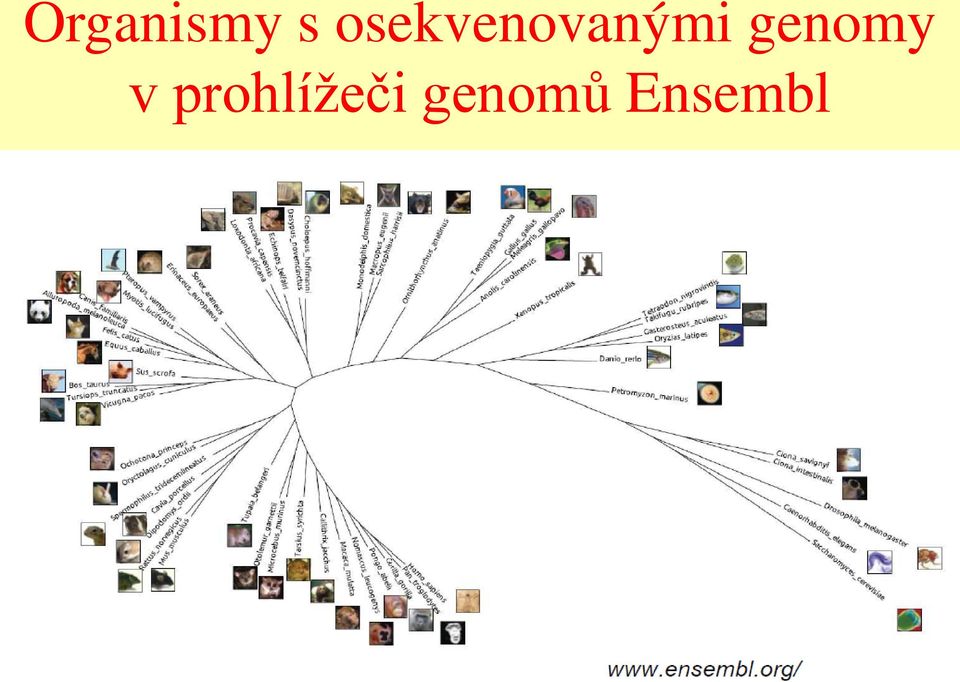 genomy v