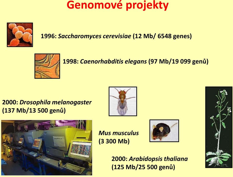 genů) 2000: Drosophila melanogaster (137 Mb/13 500 genů)