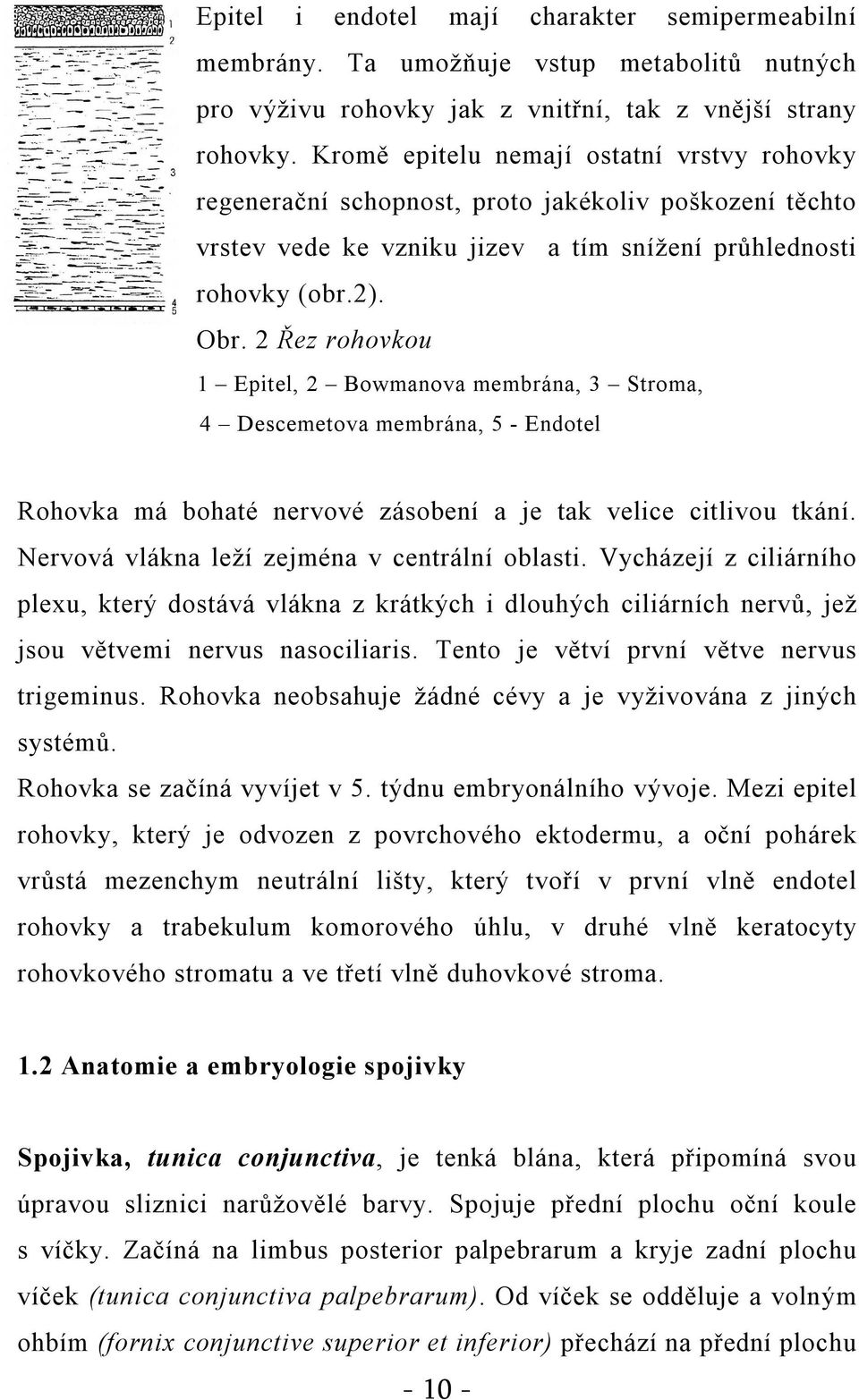 2 Řez rohovkou 1 Epitel, 2 Bowmanova membrána, 3 Stroma, 4 Descemetova membrána, 5 - Endotel Rohovka má bohaté nervové zásobení a je tak velice citlivou tkání.