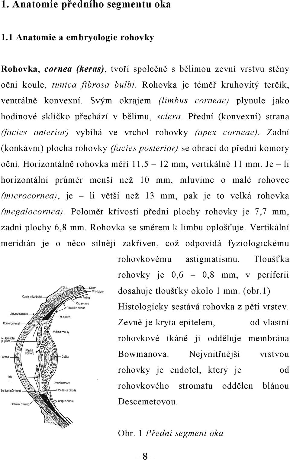 Přední (konvexní) strana (facies anterior) vybíhá ve vrchol rohovky (apex corneae). Zadní (konkávní) plocha rohovky (facies posterior) se obrací do přední komory oční.