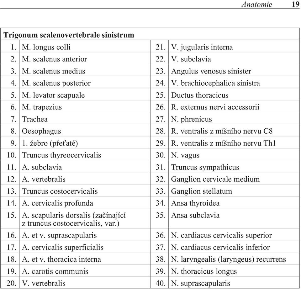 1. žebro (pøeťaté) 29. R. ventralis z míšního nervu Th1 10. Truncus thyreocervicalis 30. N. vagus 11. A. subclavia 31. Truncus sympathicus 12. A. vertebralis 32. Ganglion cervicale medium 13.