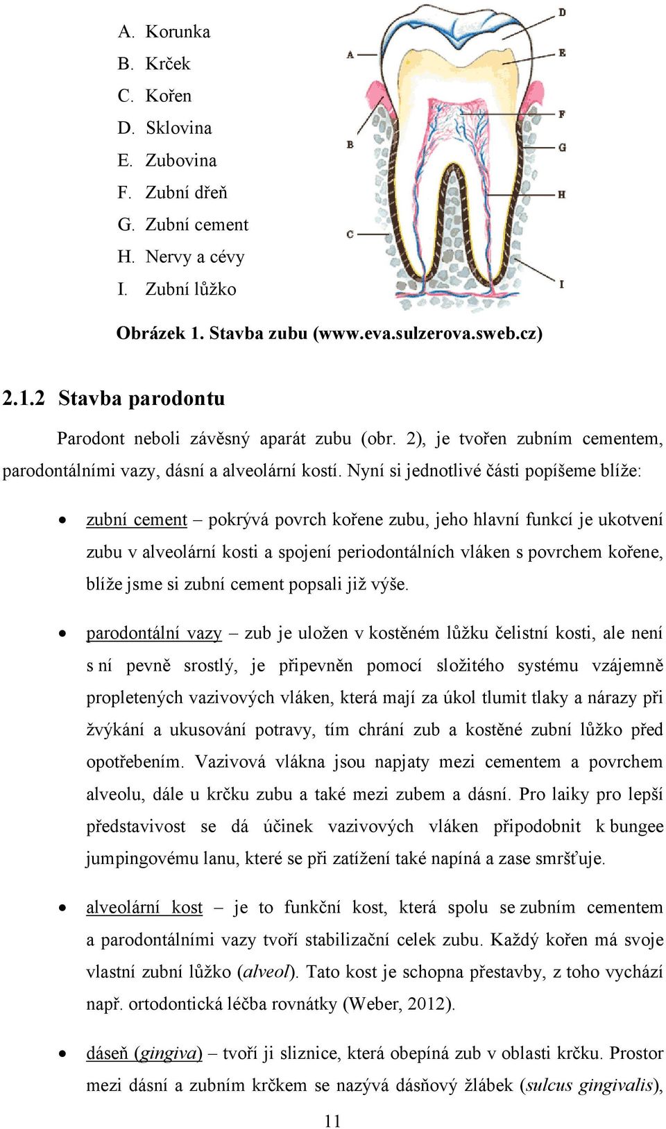 Nyní si jednotlivé části popíšeme blíže: zubní cement pokrývá povrch kořene zubu, jeho hlavní funkcí je ukotvení zubu v alveolární kosti a spojení periodontálních vláken s povrchem kořene, blíže jsme