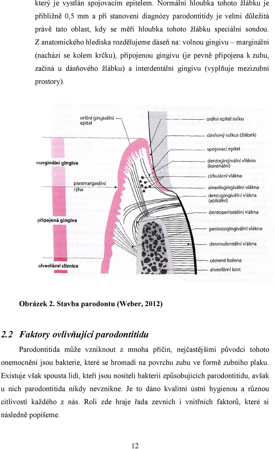 Z anatomického hlediska rozdělujeme dáseň na: volnou gingivu marginální (nachází se kolem krčku), připojenou gingivu (je pevně připojena k zubu, začíná u dásňového žlábku) a interdentální gingivu