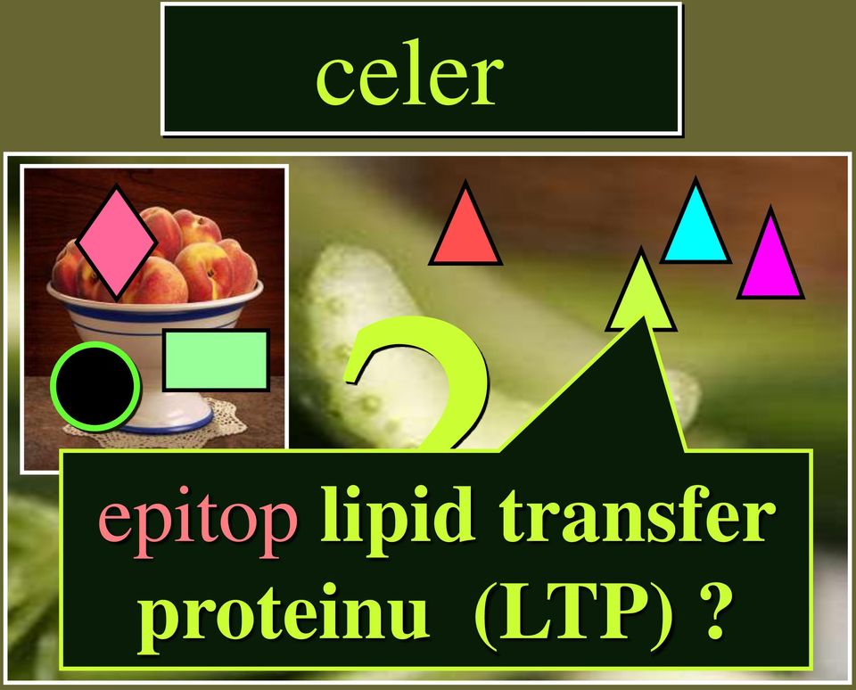 lipid