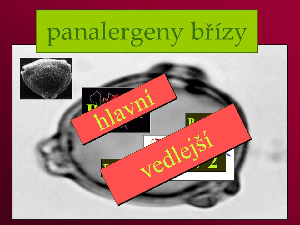 Bet v 7 Bet v