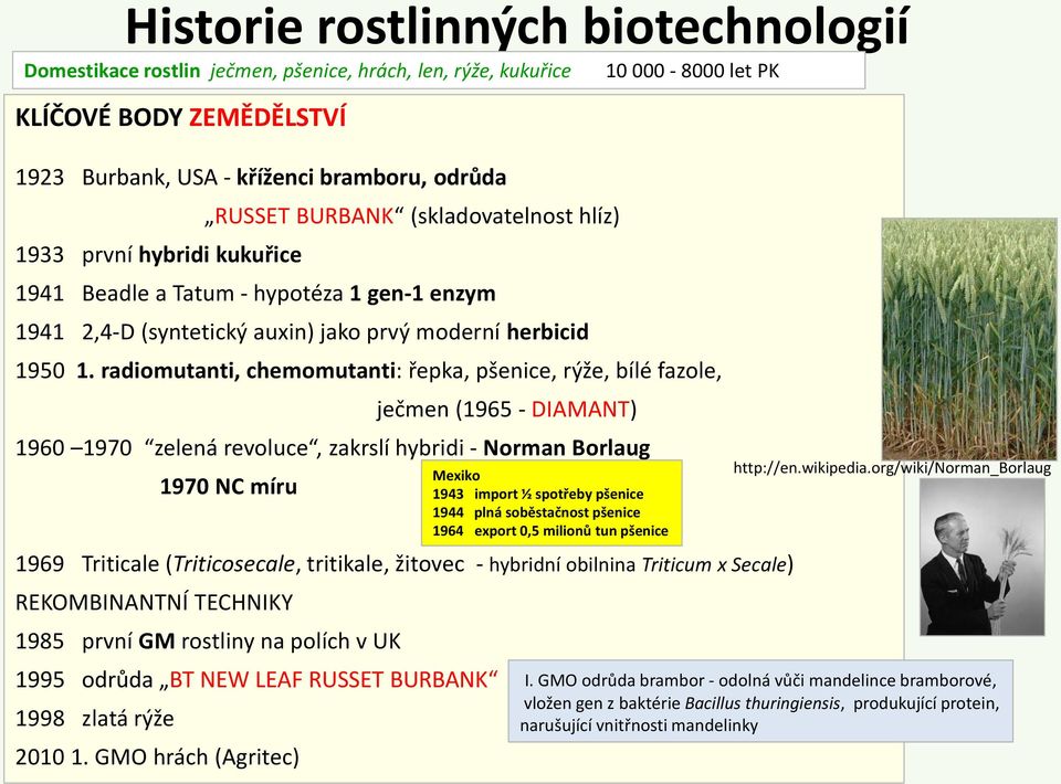 radiomutanti, chemomutanti: řepka, pšenice, rýže, bílé fazole, ječmen (1965 - DIAMANT) 1960 1970 zelená revoluce, zakrslí hybridi - Norman Borlaug 1970 NC míru 1969 Triticale (Triticosecale,