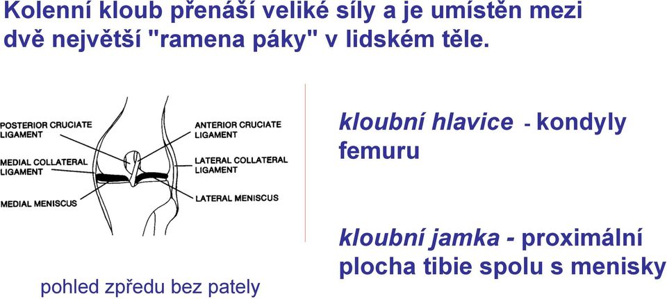 kloubní hlavice - kondyly femuru pohled zpředu bez