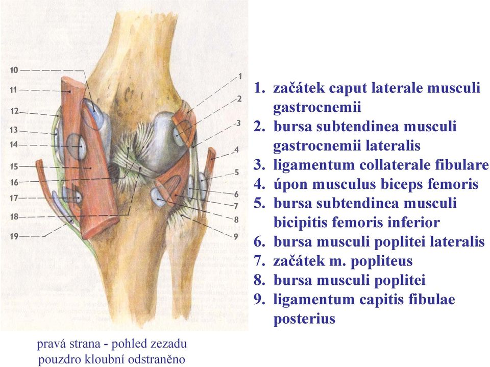 ligamentum collaterale fibulare 4. úpon musculus biceps femoris 5.