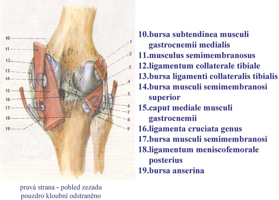 ligamentum collaterale tibiale 13.bursa ligamenti collateralis tibialis 14.