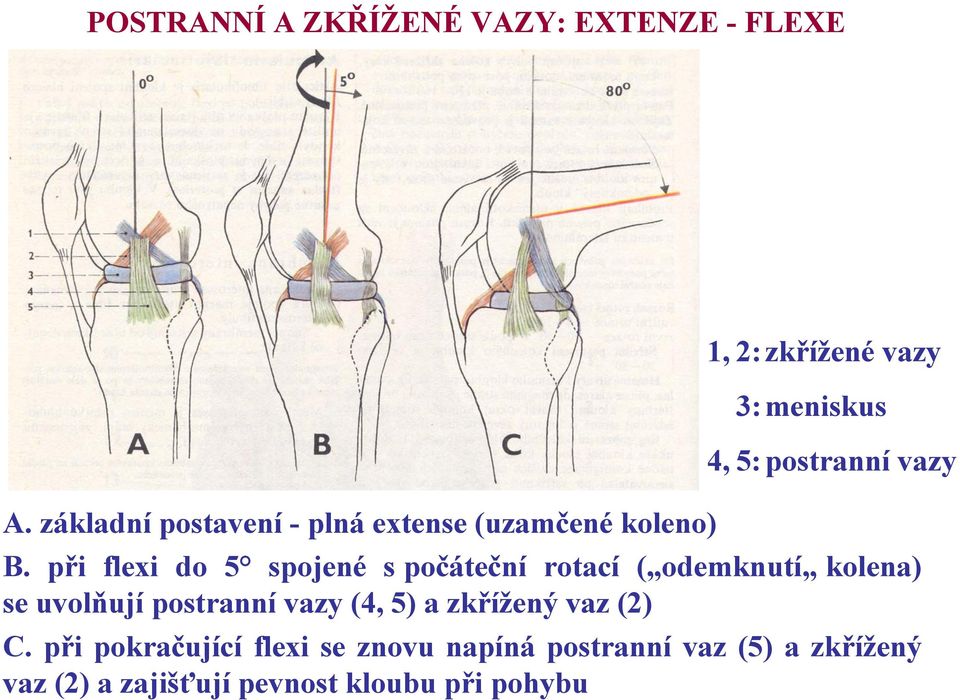 5:postranní vazy B.