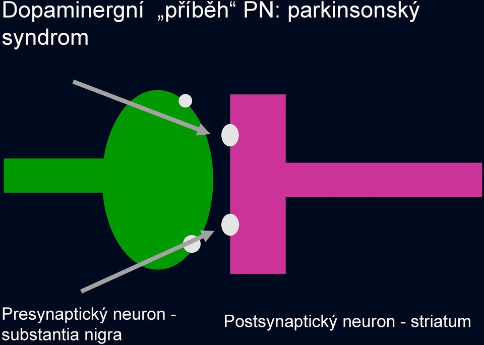 Presynaptický neuron -
