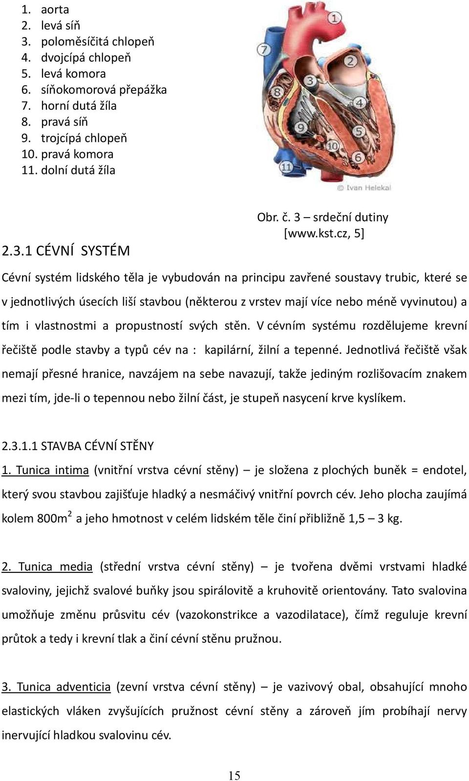 cz, 5] Cévní systém lidského těla je vybudován na principu zavřené soustavy trubic, které se v jednotlivých úsecích liší stavbou (některou z vrstev mají více nebo méně vyvinutou) a tím i vlastnostmi