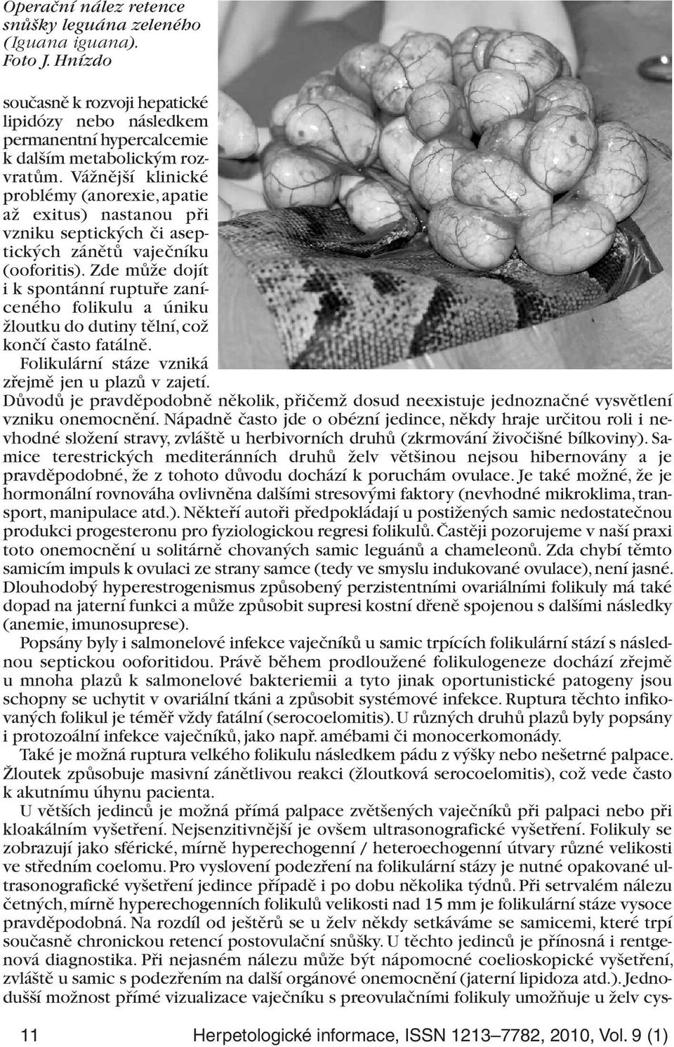 Zde může dojít i k spontánní ruptuře zaníceného folikulu a úniku žloutku do dutiny tělní, což končí často fatálně. Folikulární stáze vzniká zřejmě jen u plazů v zajetí.