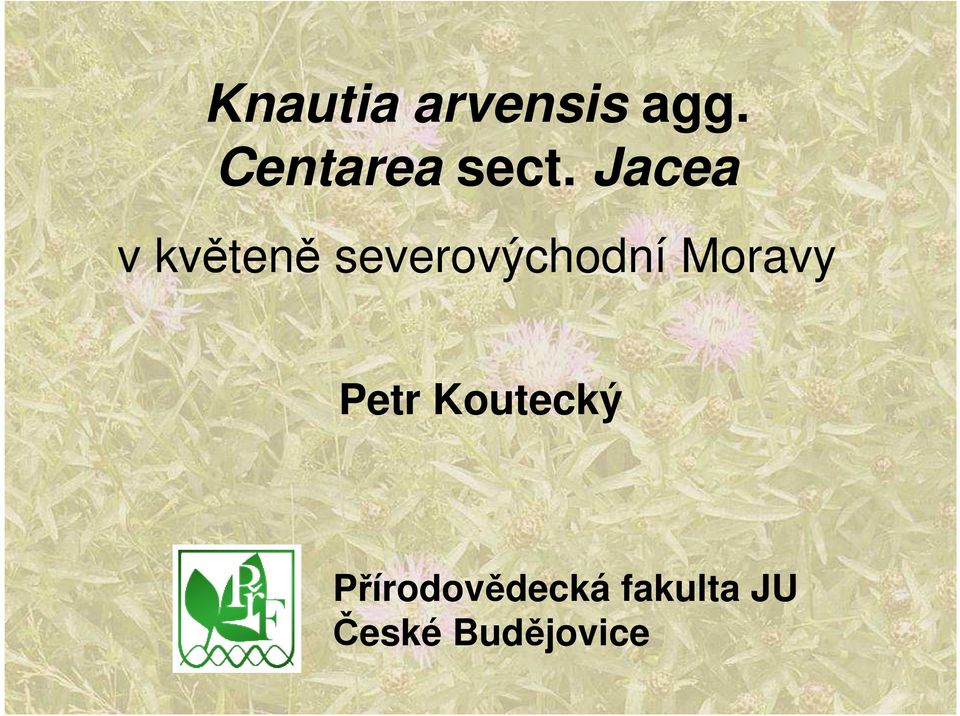 Jacea v květeně severovýchodní