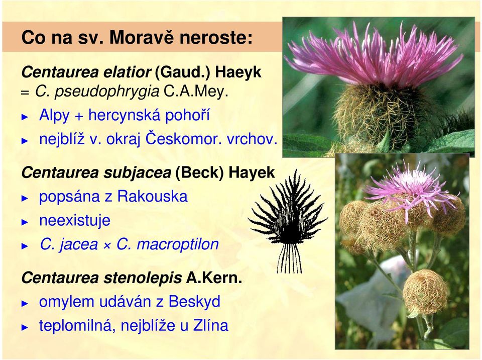 vrchov. Centaurea subjacea (Beck) Hayek popsána z Rakouska neexistuje C.