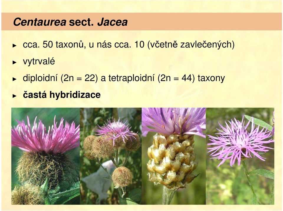 10 (včetně zavlečených) vytrvalé