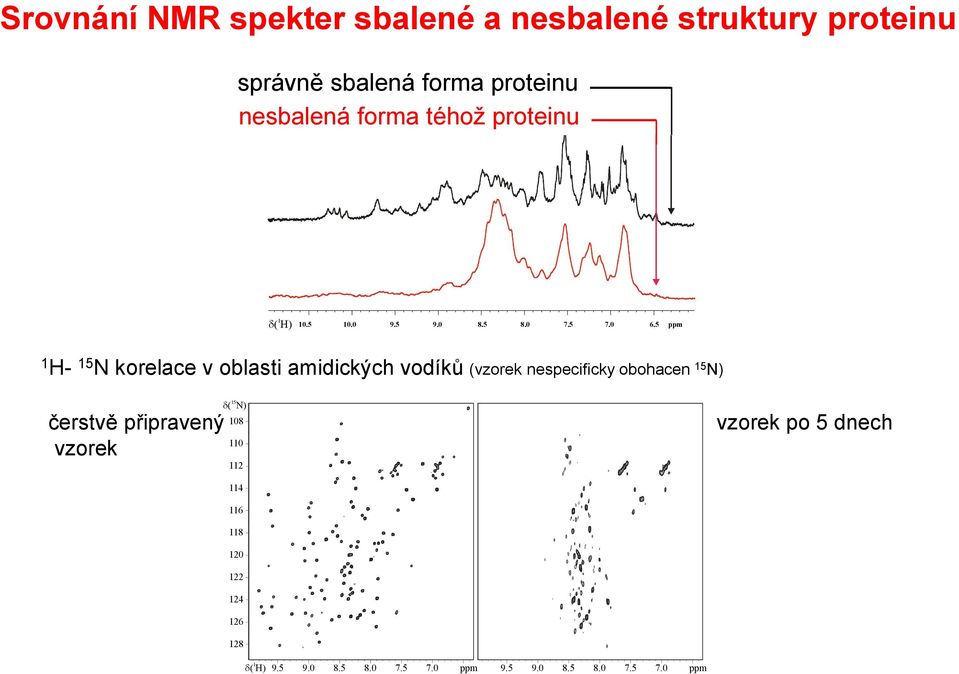 5 ppm 1 H- 15 N korelace v oblasti amidických vodíků (vzorek nespecificky obohacen 15 N) čerstvě připravený vzorek ( 15