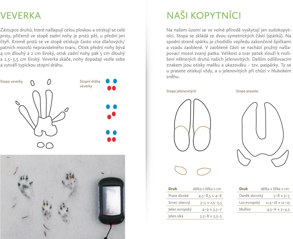 Veverka skáče, nohy dopadají vedle sebe a vytváří typickou stopní dráhu. Stopa veverky Stopní dráha veverky NAŠI KOPYTNÍCI Na našem území se ve volné přírodě vyskytují jen sudokopytníci.