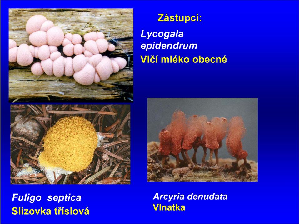 obecné Fuligo septica