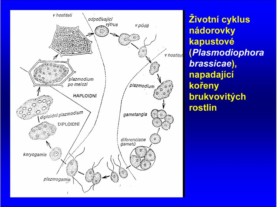 brassicae), napadající