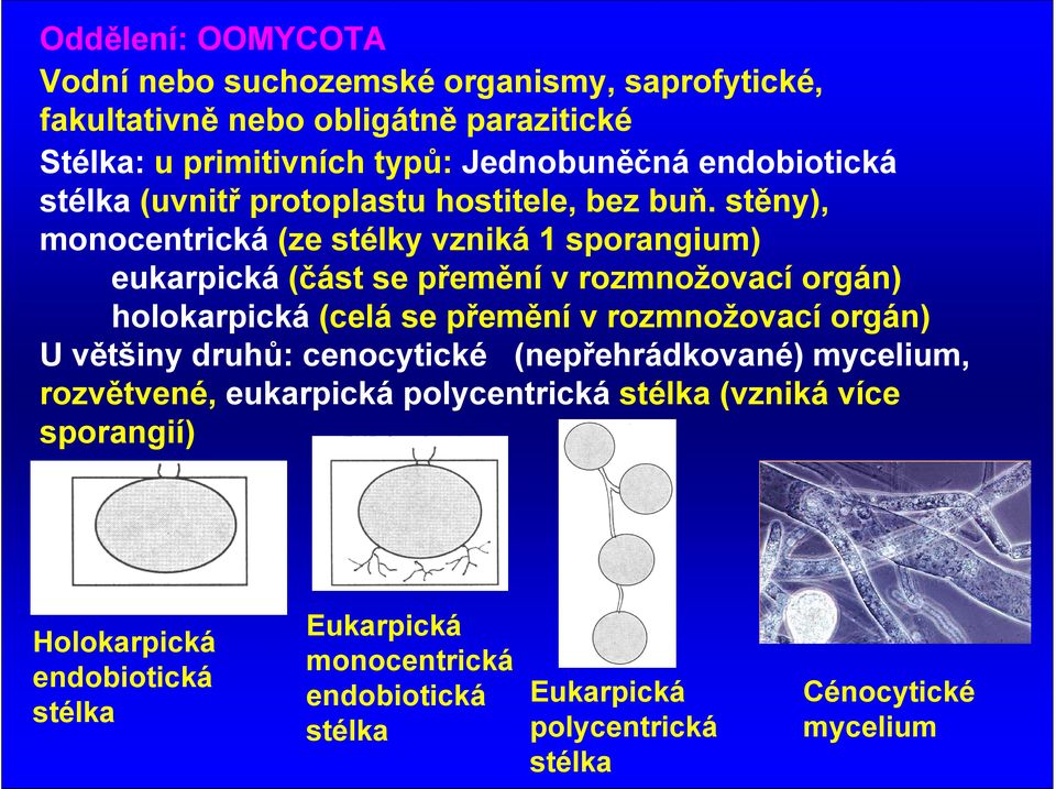 stěny), monocentrická (ze stélky vzniká 1 sporangium) eukarpická (část se přemění v rozmnožovací orgán) holokarpická (celá se přemění v rozmnožovací