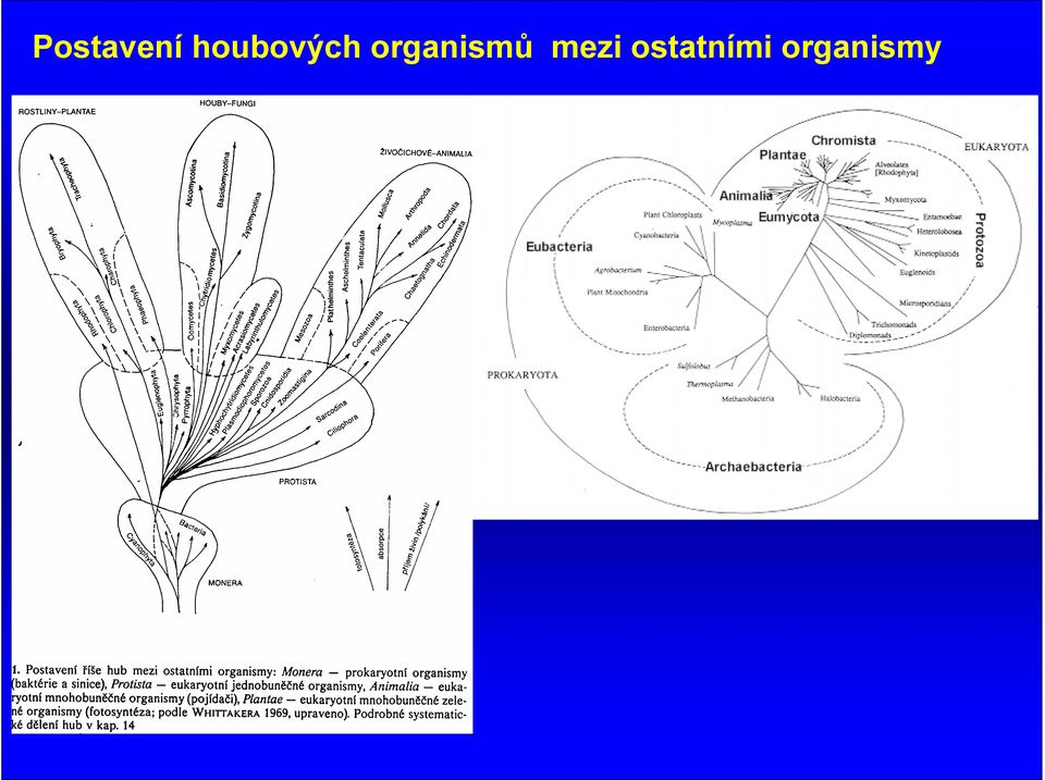 organismů