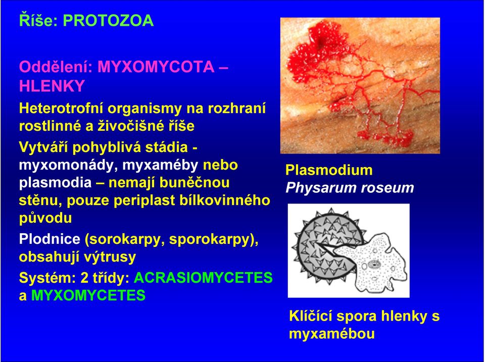 stěnu, pouze periplast bílkovinného původu Plodnice (sorokarpy, sporokarpy), obsahují výtrusy