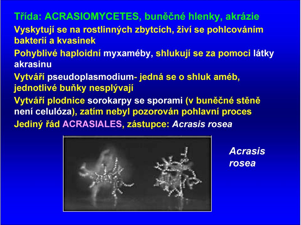 pseudoplasmodium- jedná se o shluk améb, jednotlivé buňky nesplývají Vytváří plodnice sorokarpy se sporami (v