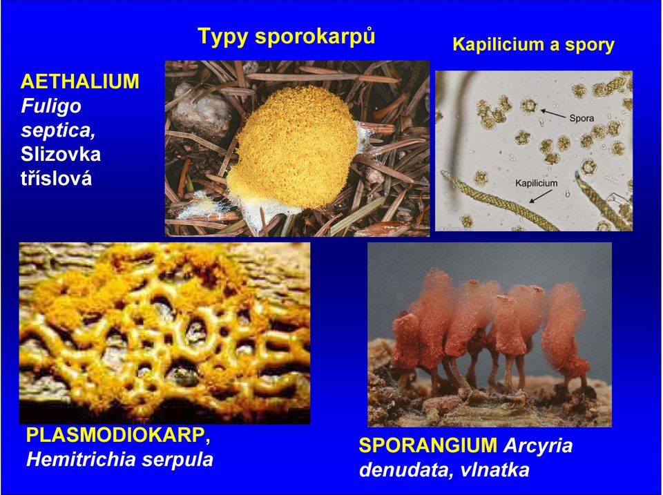 tříslová PLASMODIOKARP, Hemitrichia