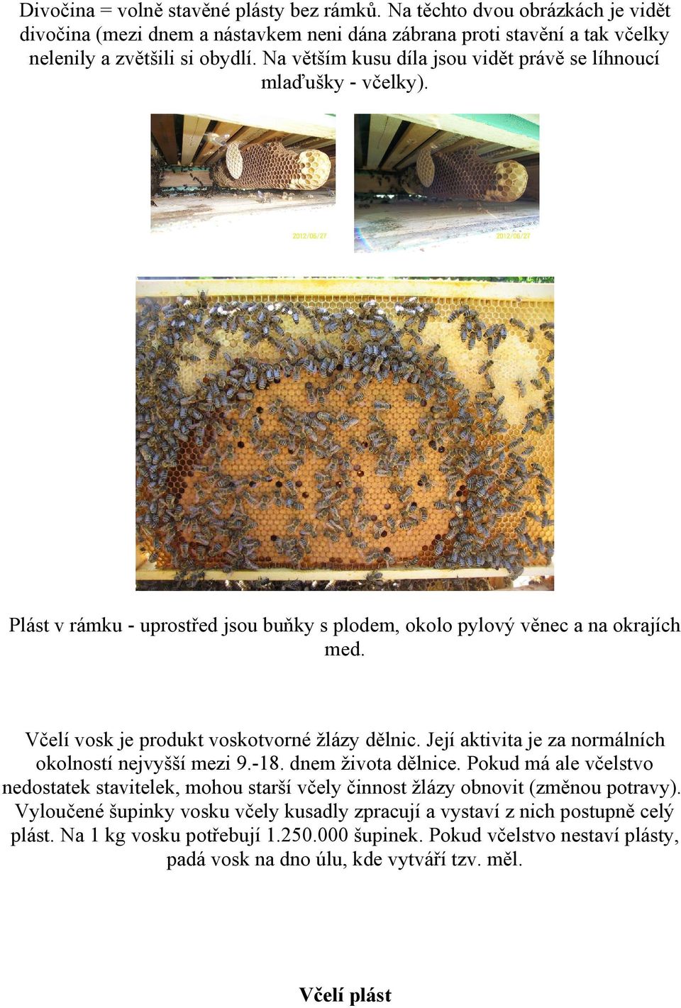 Včelí vosk je produkt voskotvorné žlázy dělnic. Její aktivita je za normálních okolností nejvyšší mezi 9.-18. dnem života dělnice.